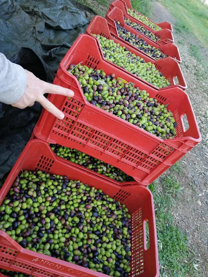Il Podere di Sole Roccastrada Alloggio per agriturismo