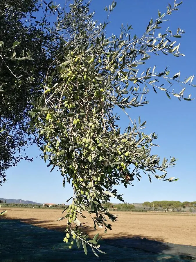 Il Podere Di Sole Roccastrada 0*,